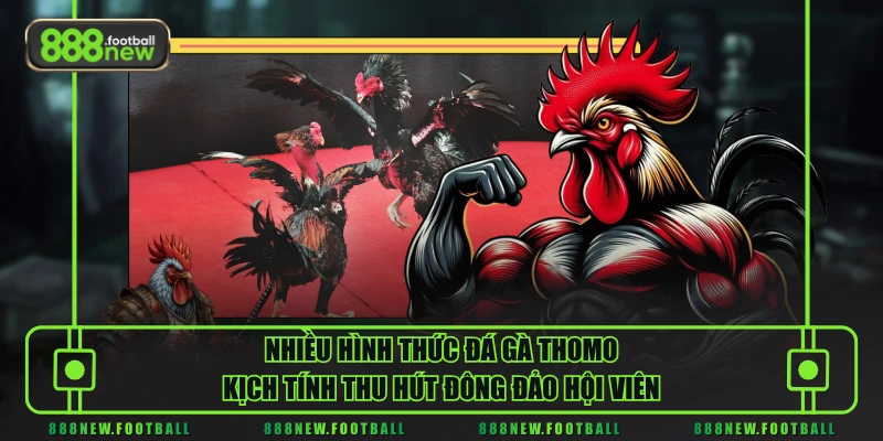 Đá Gà Thomo - Mãn Nhãn Con Mắt Với Những Cú Đá Hiểm Hóc 2 Nhiều hình thức đá gà Thomo kịch tính thu hút đông đảo hội viên