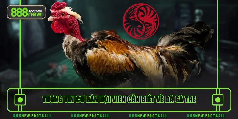 Đá Gà Tre Là Gì - Tìm Hiểu Cơ Bản Từ A Đến Z Cho Người Mới 1 Thông tin cơ bản hội viên cần biết về đá gà tre
